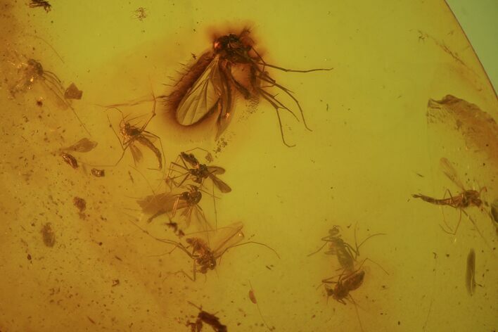 Fossil Fly Swarm (Diptera) In Baltic Amber #81704